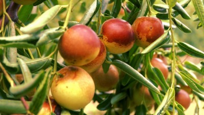 黃驊碳?xì)浜朔识瑮椈赜S收:增產(chǎn)三成零農(nóng)殘,綠色種植結(jié)出“放心果”