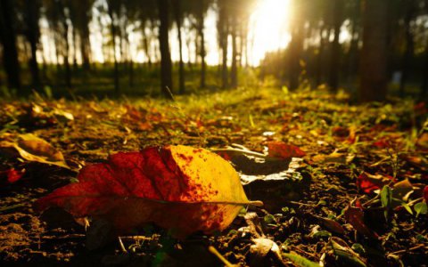 鄭海英｜我陽光路上的教師夢