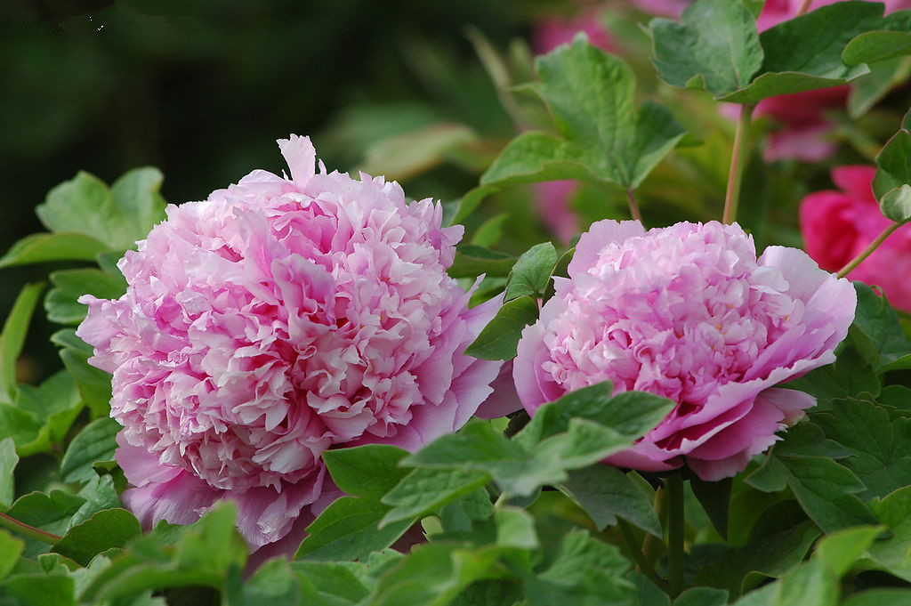 冰曦：家鄉(xiāng)的牡丹園