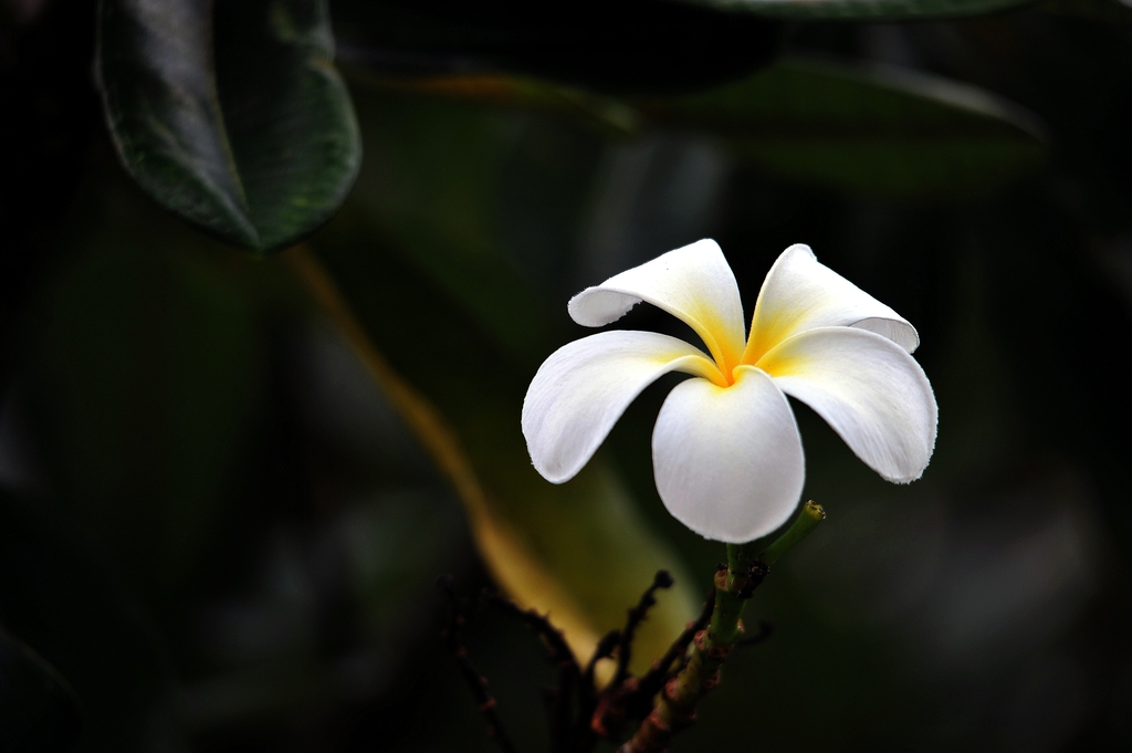 朱西章：媽媽的白發(fā)