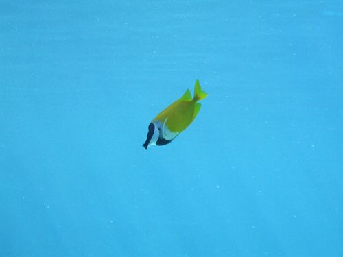 動機(jī)最單純，感覺最快樂