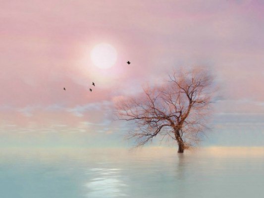 樵野｜你和陽(yáng)光一起到來(lái) 像風(fēng)一樣離去