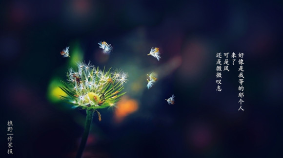 樵野｜你和陽光一起到來 像風(fēng)一樣離去