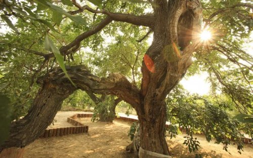 家美國強  汗?jié)櫨办n