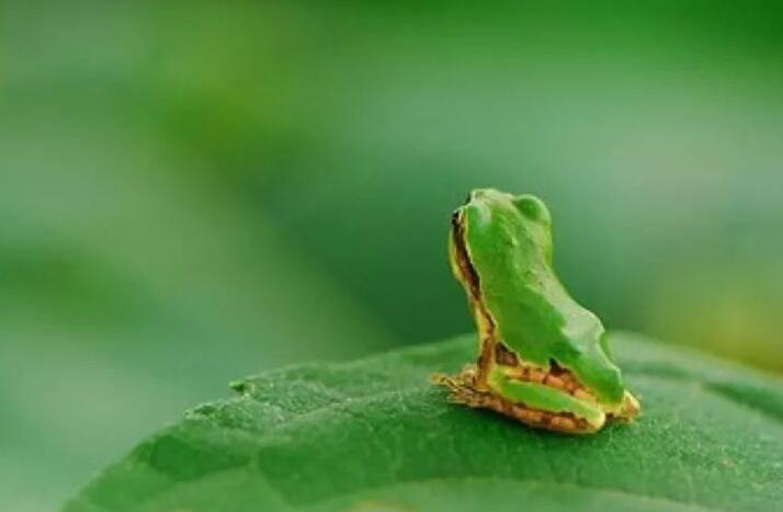 搖曳的炊煙組詩(shī)