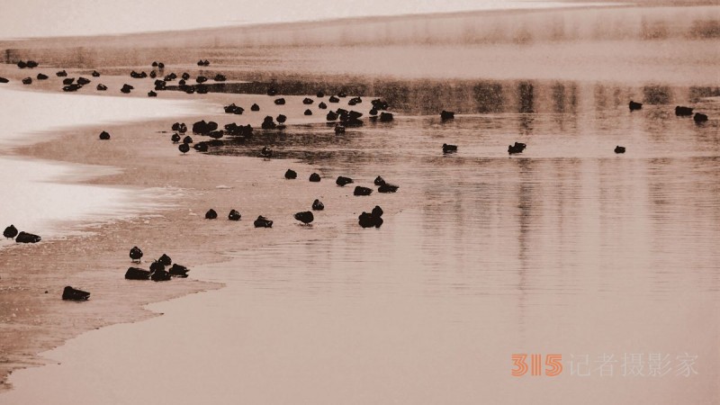 笑琰攝影：春雪野鴨圖